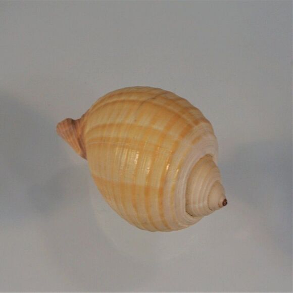 Seashells Decorative Lot Of 3 Shells Conch Atlantic Cockle Tonna Shell - Picture 7 of 7